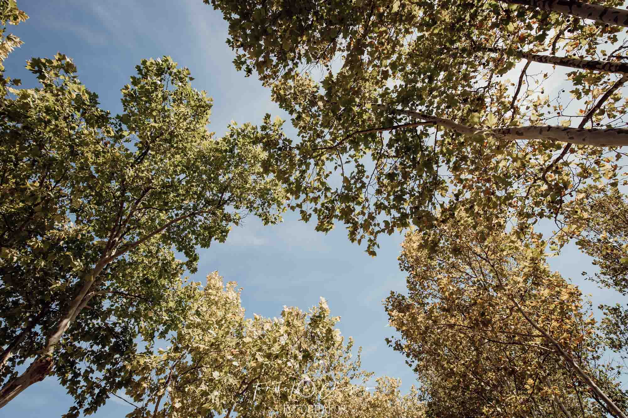 Fenomenal Boda Finca Los Sauces. Marina y Salva 5