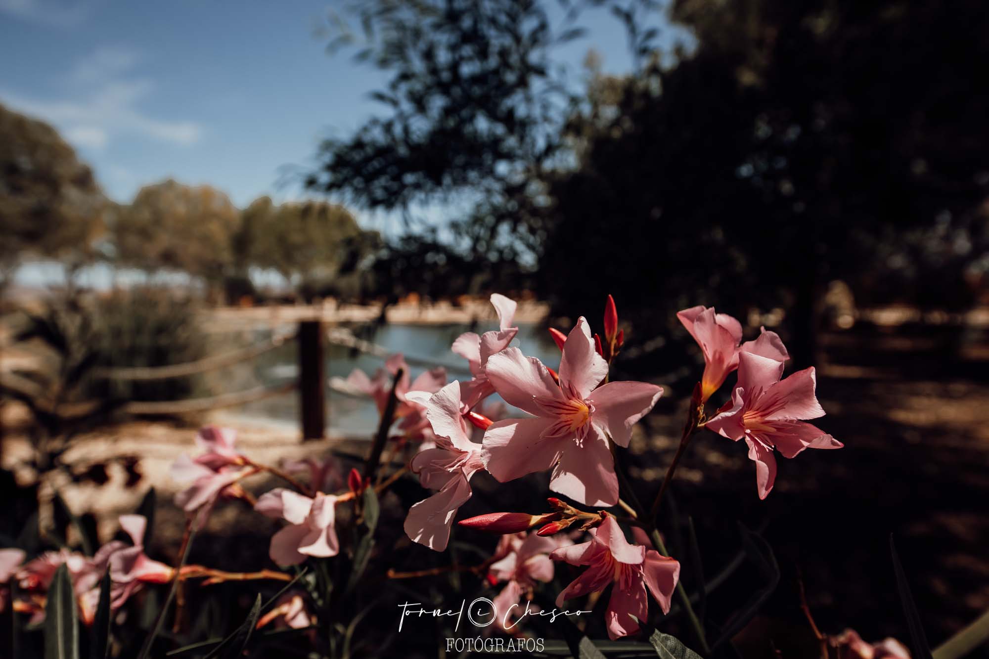 Fenomenal Boda Finca Los Sauces. Marina y Salva 4